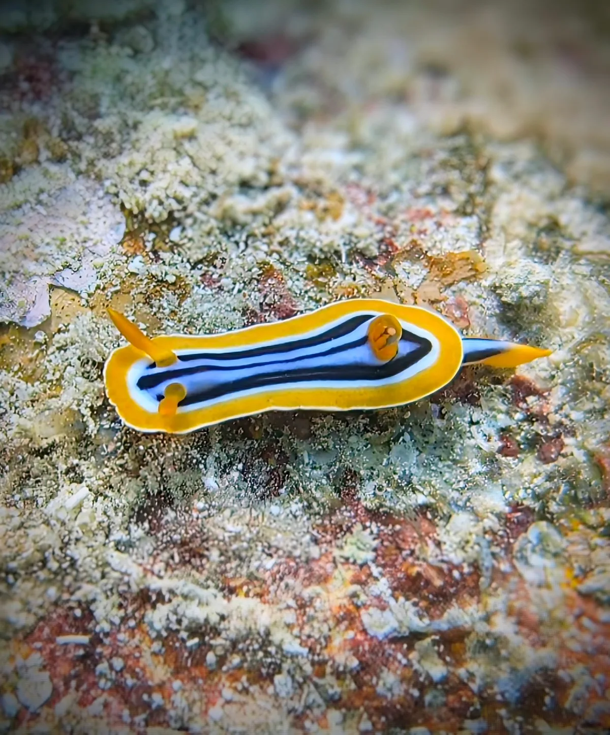 Pyjama Slug