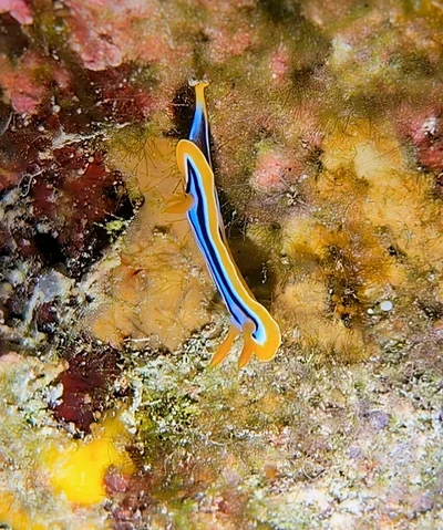 Pyjama Slug