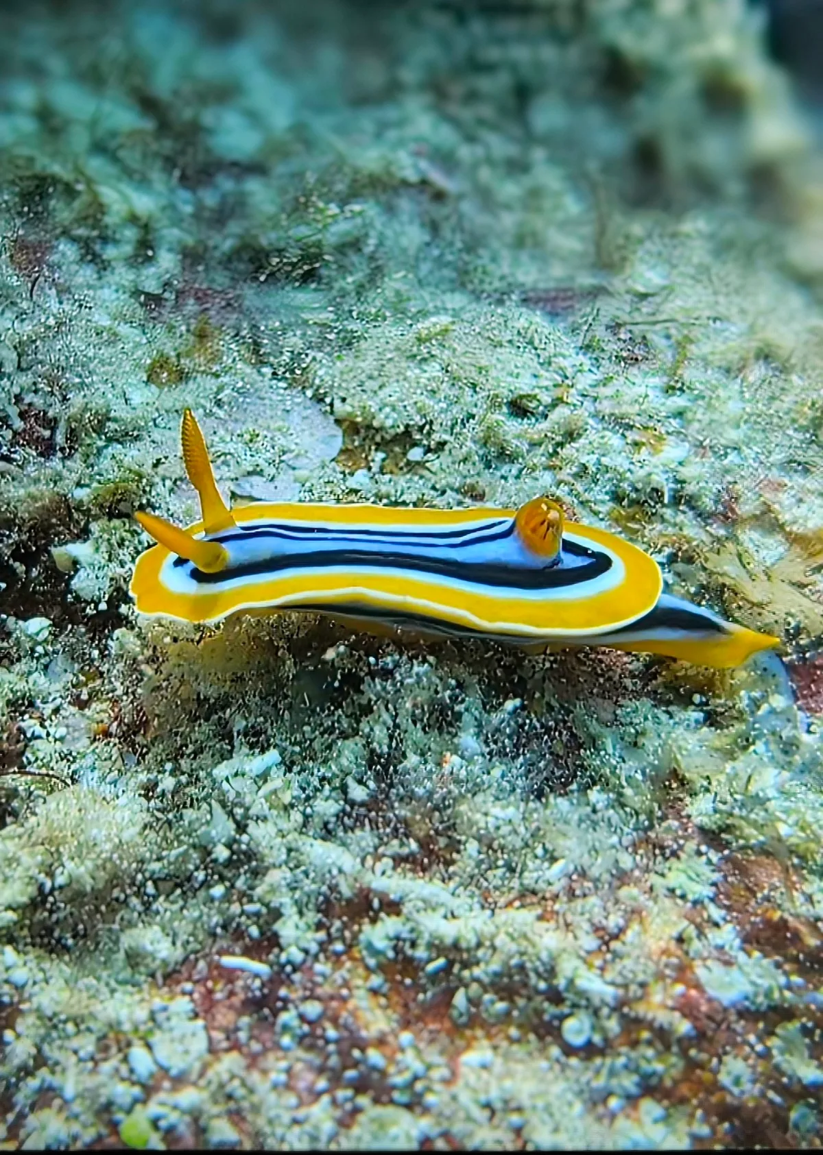 Pyjama Slug