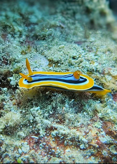 Pyjama Slug