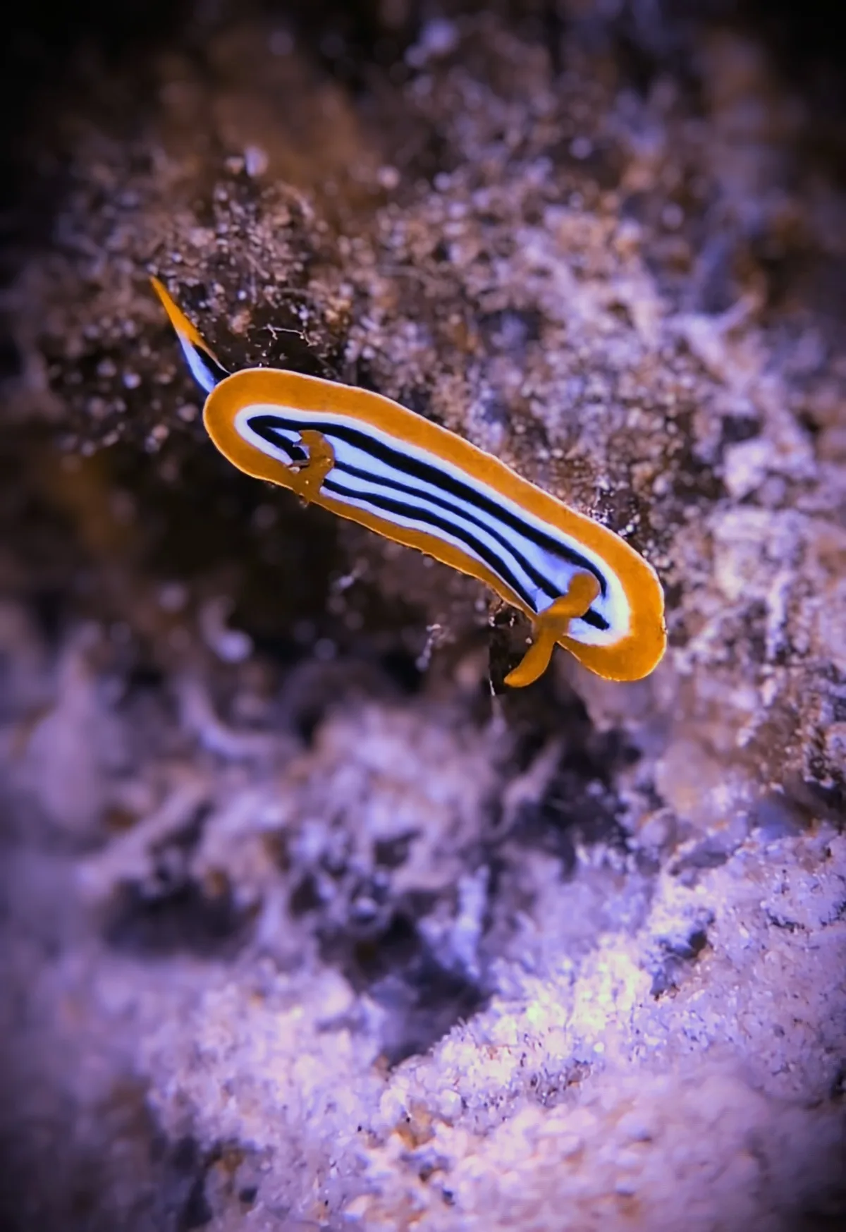 Pyjama Slug