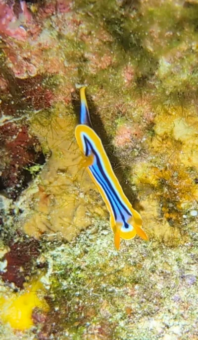 Pyjama Slug
