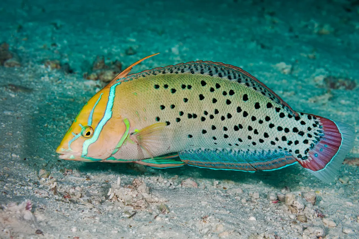 Queen Coris (female) - Coris formosa