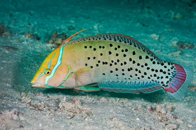 Queen Coris (female) - Coris formosa