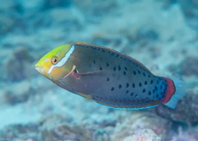 Queen Coris - Coris formosa