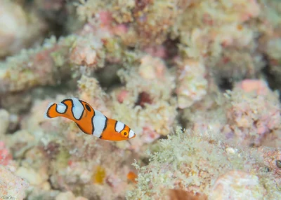 Queen Coris - Juvenile - Coris formosa