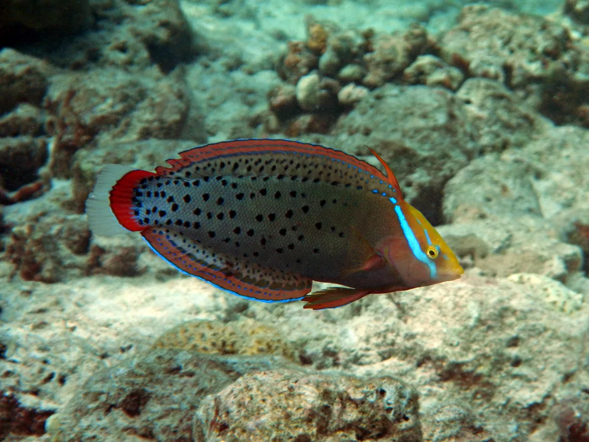 Queen Wrasse - Coris formosa