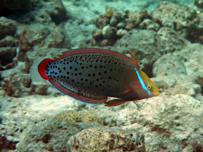 Queen Wrasse - Coris formosa