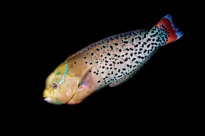 Formosa wrasse Queen Coris