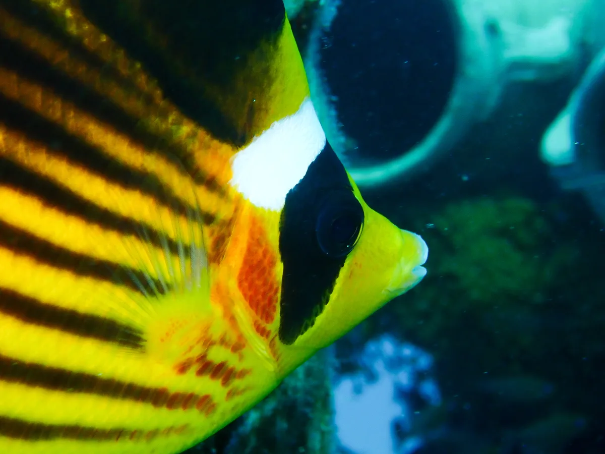 Raccoon Butterflyfish