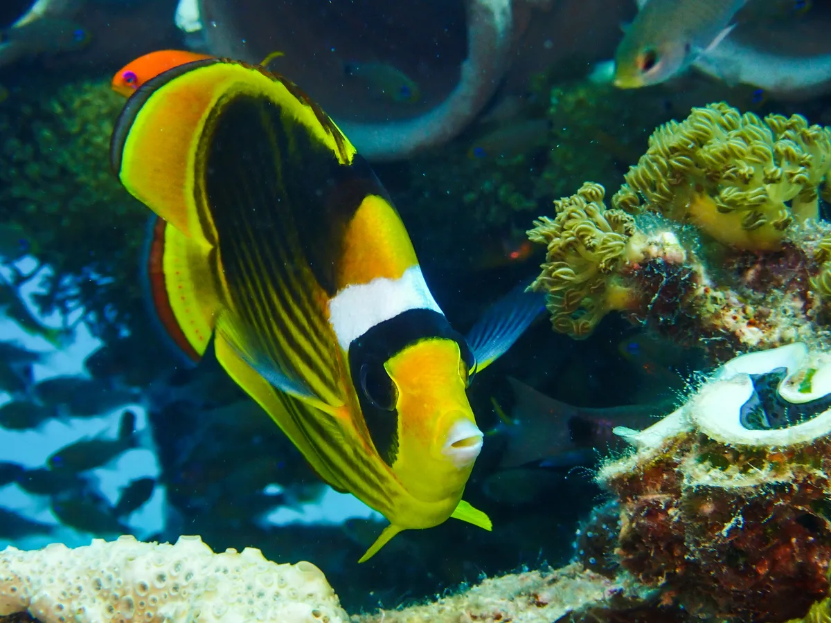 Raccoon Butterflyfish