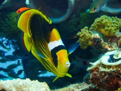 Raccoon Butterflyfish