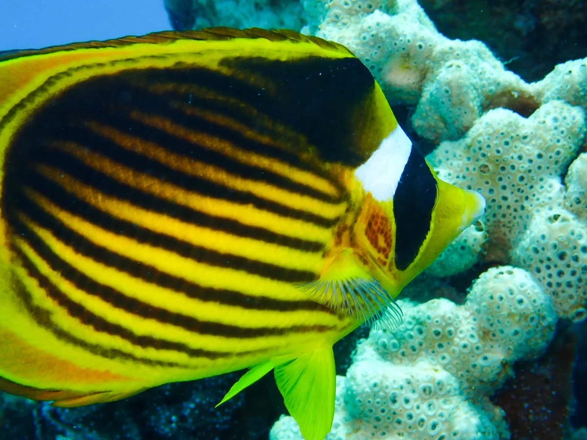 Raccoon Butterflyfish