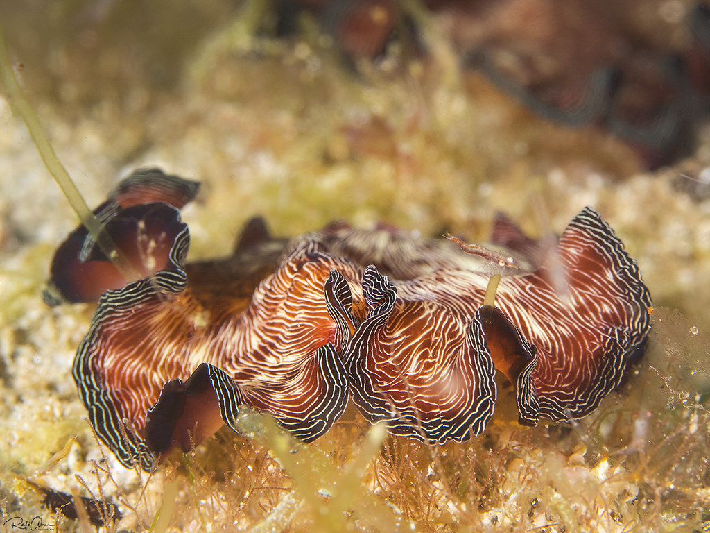 Brilliant flatworm - Pseudobiceros fulgor