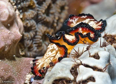 Pseudobiceros fulgor