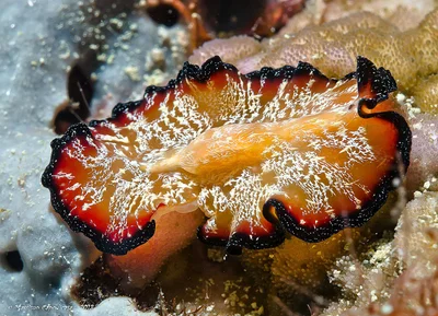 Pseudobiceros fulgor-2