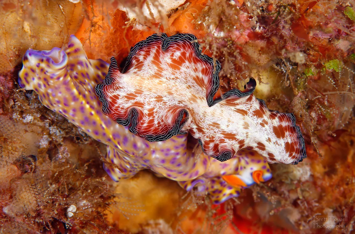 Flatworm Chat