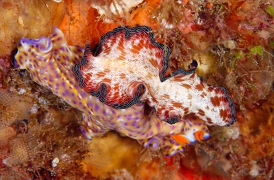Flatworm Chat