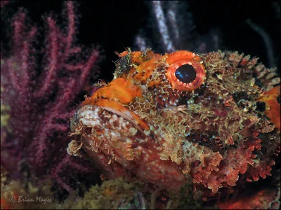 Raggy Scorpionfish (Scorpaenopsis venosa)