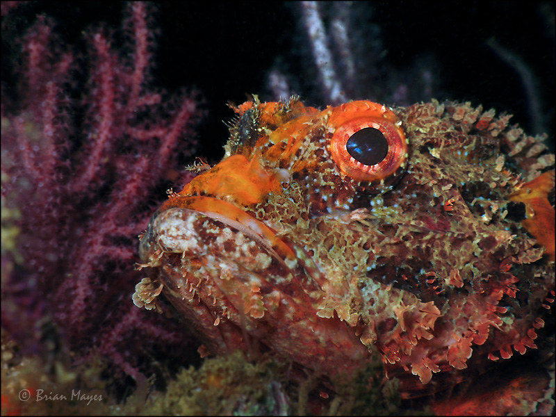 Raggy Scorpionfish (Scorpaenopsis venosa)
