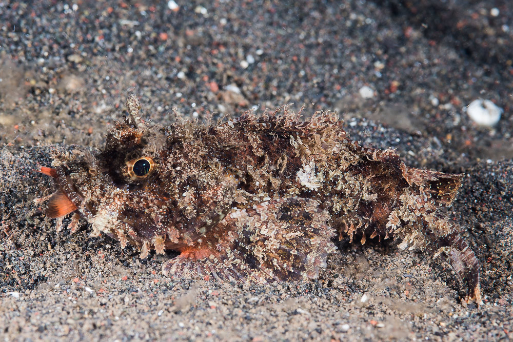 Raggy Scorpionfish finishing dinner - Scorpaenopsis venosa