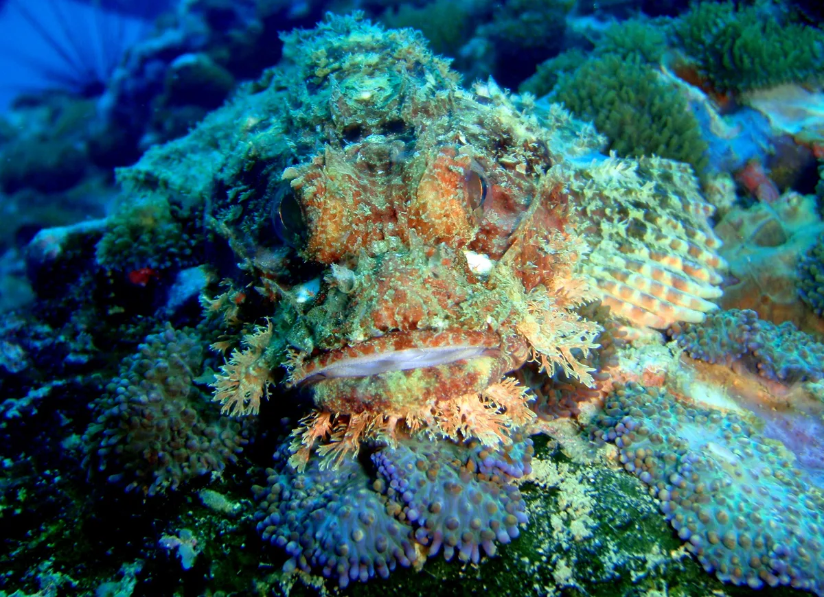 Raggy Scorpionfish (Scorpaenopsis Venosa)