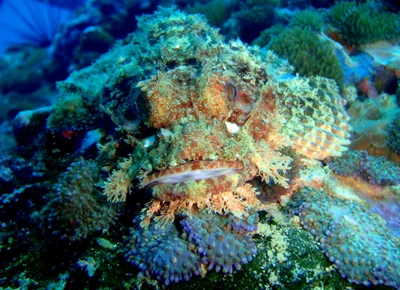Raggy Scorpionfish (Scorpaenopsis Venosa)