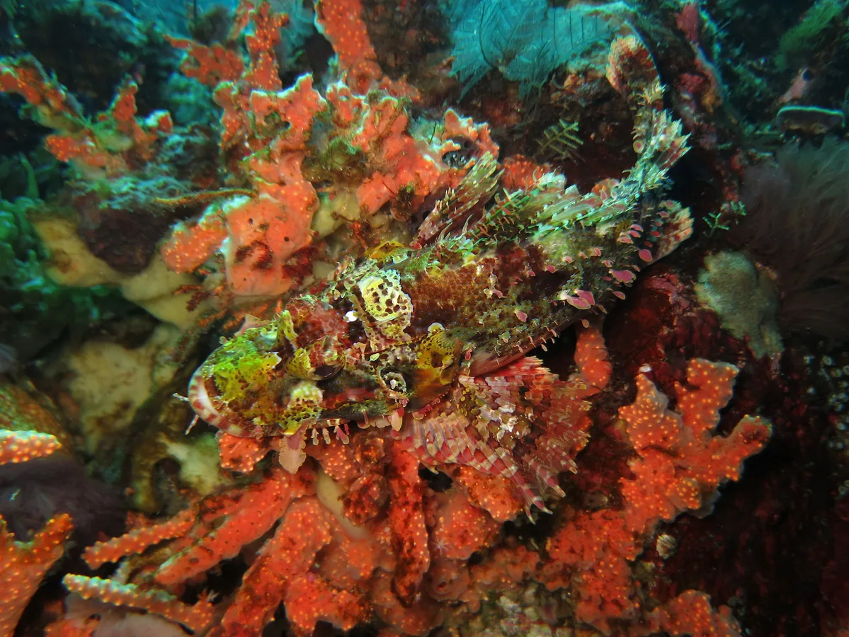 Raggy scorpionfish (Scorpaenopsis venosa)