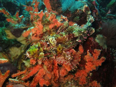 Raggy scorpionfish (Scorpaenopsis venosa)