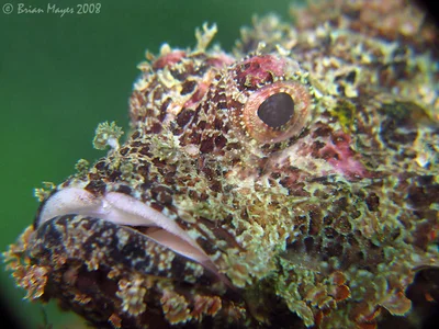 Raggy Scorpionfish (Scorpaenopsis venosa)