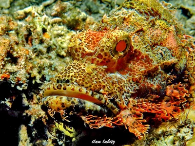 Scorpaenopsis venosa)   Scorpionfish