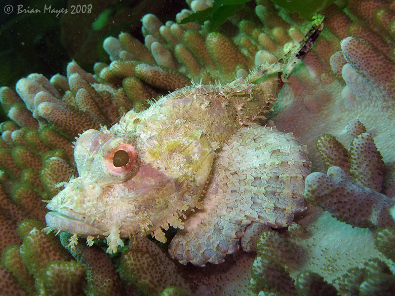 Raggy Scorpionfish (Scorpaenopsis venosa)