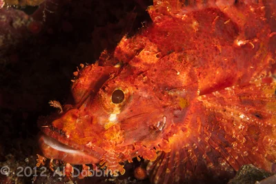 Raggy scorpionfish (Scorpaenopsis venosa)