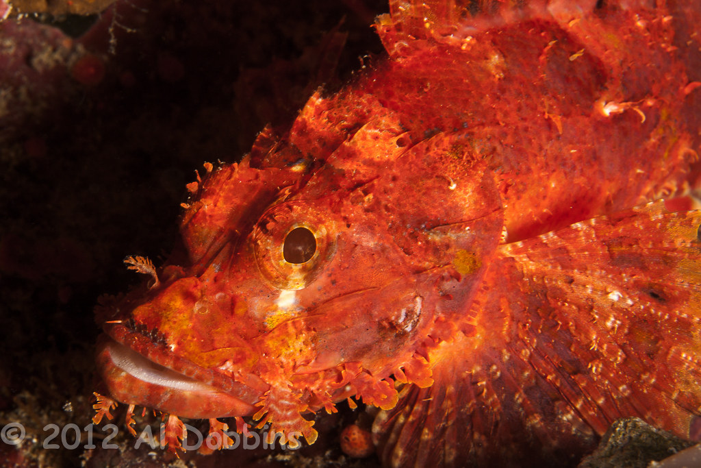 Raggy scorpionfish (Scorpaenopsis venosa)