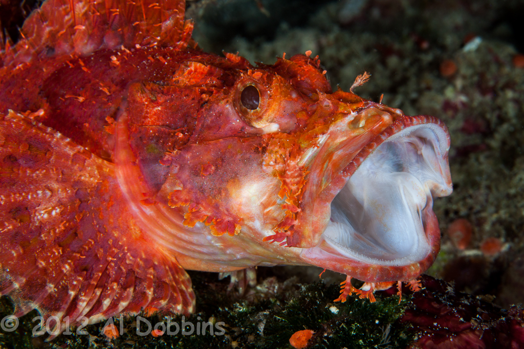 Raggy scorpionfish (Scorpaenopsis venosa)