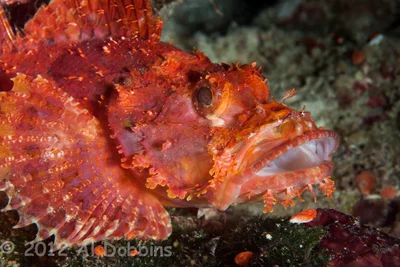 Raggy scorpionfish (Scorpaenopsis venosa)