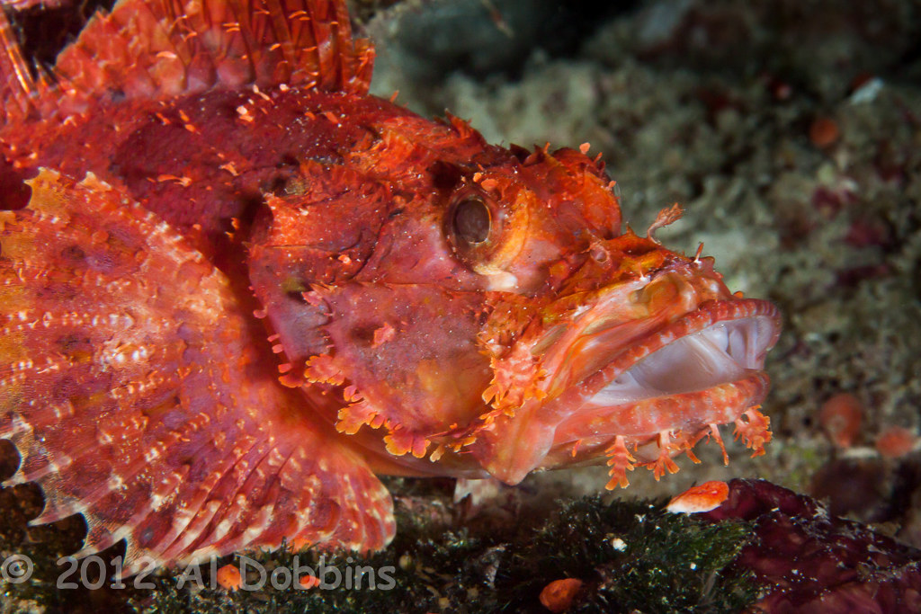 Raggy scorpionfish (Scorpaenopsis venosa)