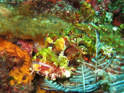 Raggy scorpionfish (Scorpaenopsis venosa)