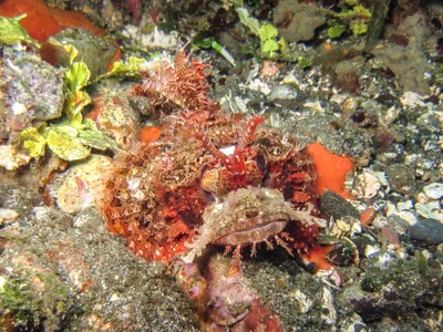 Scorpaenopsis venosa - Batanta, Indonesia