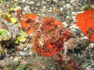 Scorpaenopsis venosa - Batanta, Indonesia
