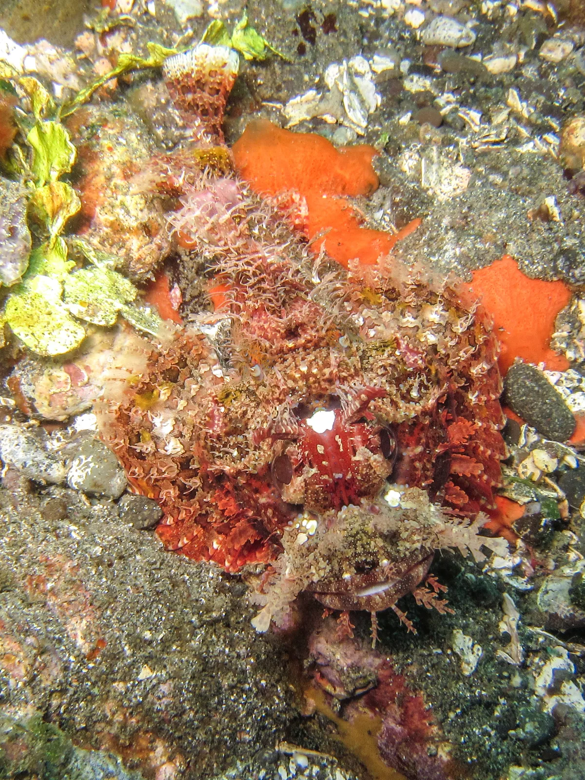 Scorpaenopsis venosa - Batanta, Indonesia
