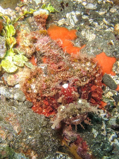 Scorpaenopsis venosa - Batanta, Indonesia