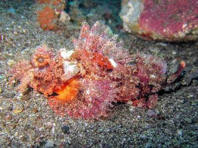 Scorpaenopsis venosa - Batanta, Indonesia