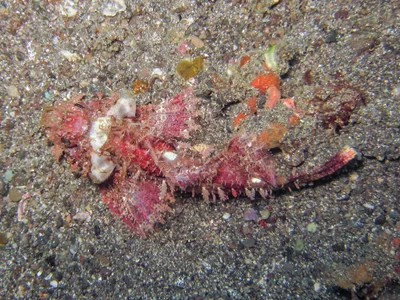 Scorpaenopsis venosa - Batanta, Indonesia