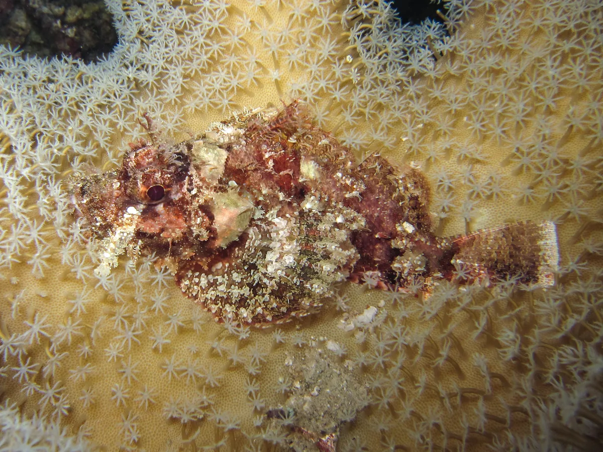Scorpaenopsis venosa - Alyui Bay,  Waigeo, Indonesia