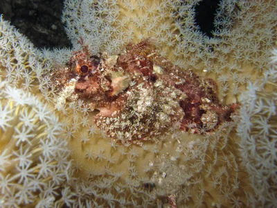 Scorpaenopsis venosa - Alyui Bay,  Waigeo, Indonesia