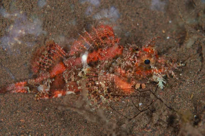 Scorpaenopsis venosa - Seraya, Desa Tukad Dabu PJ36+VF3 Tulamben, Kubu, Tulamben, Karangasem, Kabupaten Karangasem, Bali 80852, Indonesia