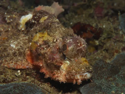 Scorpaenopsis venosa - Buceo Anilao