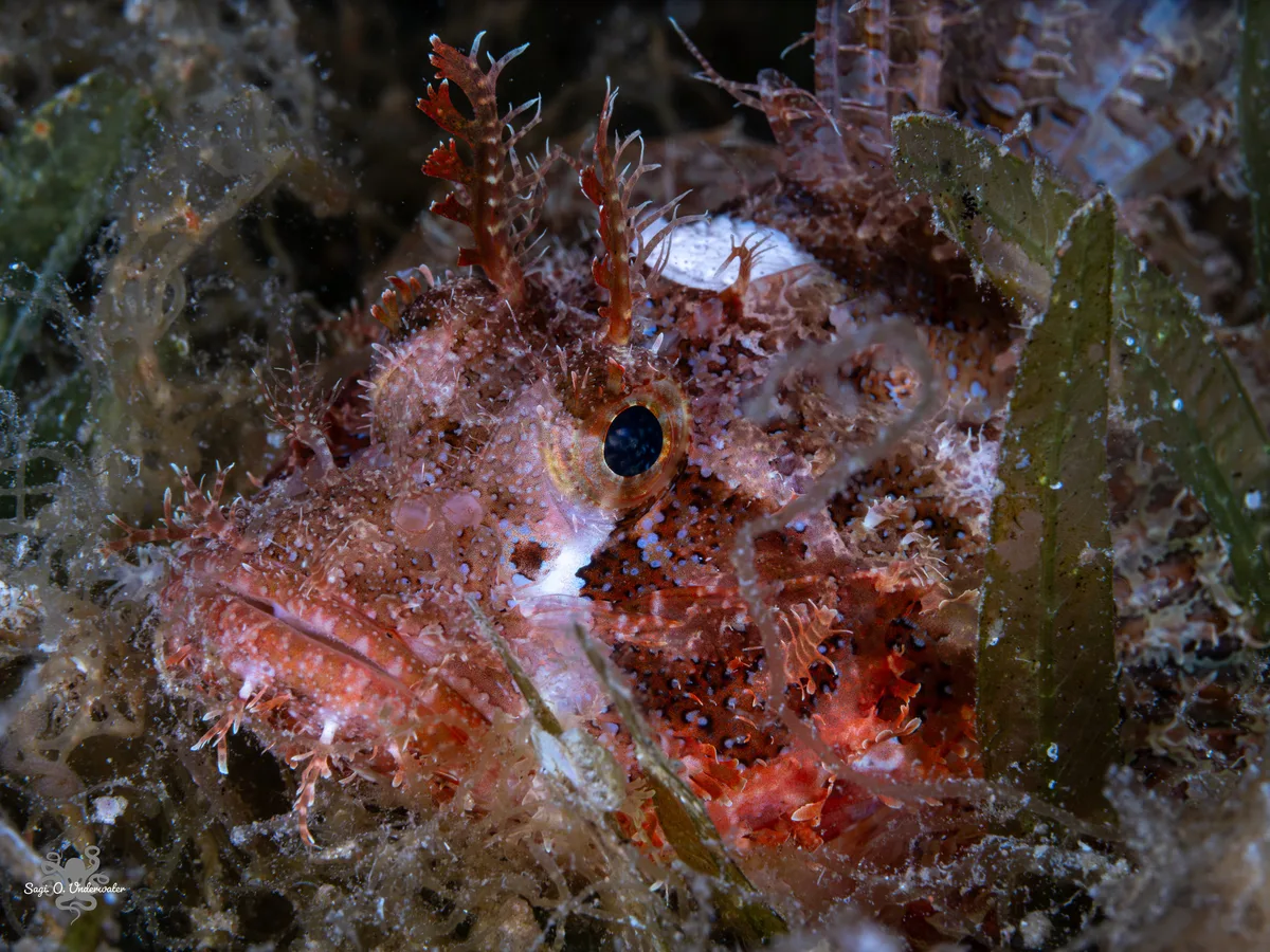 Scorpaenopsis venosa - אילת, ישראל