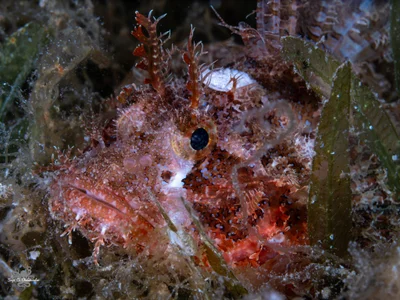 Scorpaenopsis venosa - אילת, ישראל